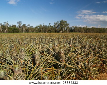 Pineapple fields at pineapple farm, Wamuran, Queensland, Australia