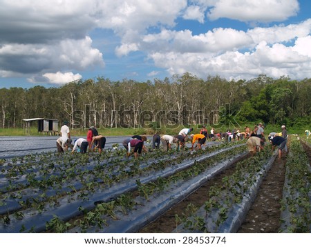 QUEENSLAND - APRIL 6: Workers plant strawberry at a strawberry farm April 6, 2009 in Wamuran, Queensland, Australia. Strawberry farms usually hire Asians as strawberry picker or packer.