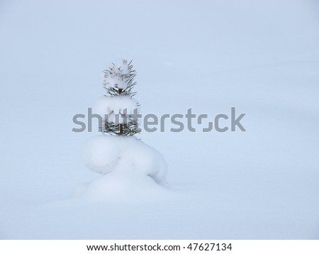 Small pine tree covered with snow, single object
