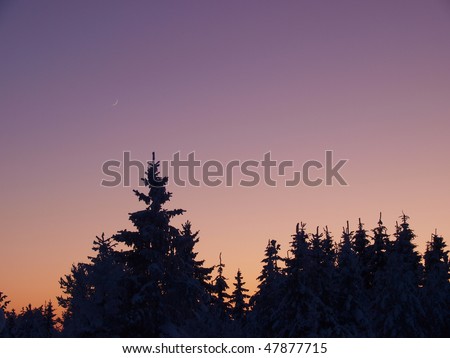 New Moon over the treetops, crisp winter evening
