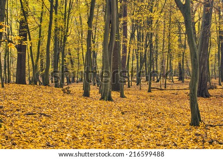 beech trees among fallen, colorful leaves in autumn