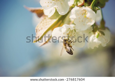 Close up of honey bee in cherry blossoms against blue sky, vintage filtered style