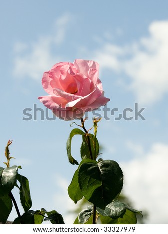 Pink Rose and a blue sky on a sunny day