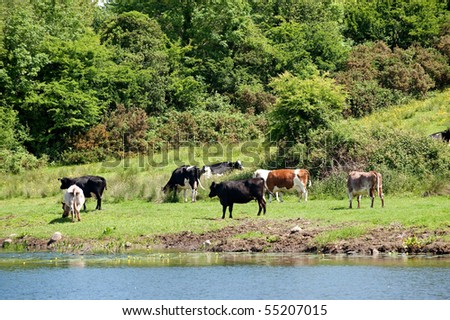 View of a river and meadow with cows