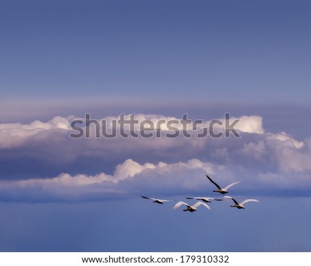 flying swans in the sky