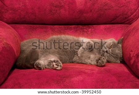Grey British cat sleeping on a red couch