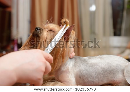care for dog hair