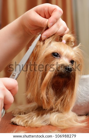 professional care for dog hair