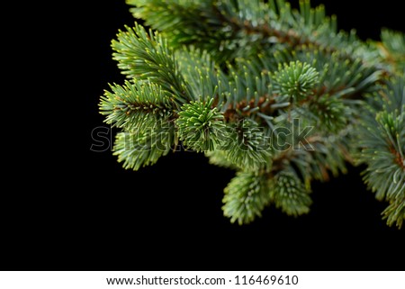 fir-tree on the black background