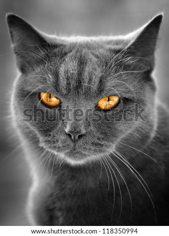 scottish cat portrait