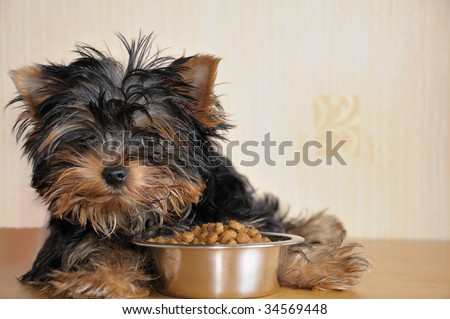 Puppy yorkshire terrier and canine food