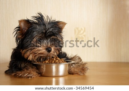 Puppy yorkshire terrier and canine food