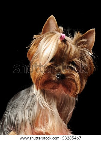 Puppy yorkshire terrier on the black background