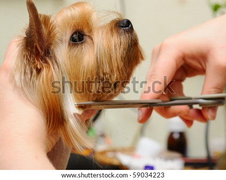 Haircuts For Yorkshire Terriers. yorkshire terrier getting