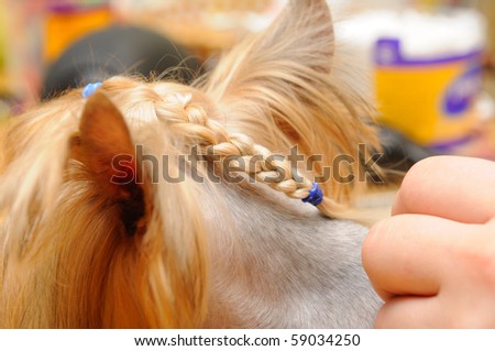 Haircuts For Yorkshire Terriers. yorkshire terrier getting