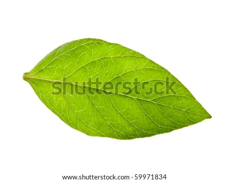 Small Leaf