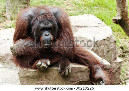 gorilla wallpaper tropical animal ape endangered intimidating lowland monkey mountain portrait primate stare wildlife zoo  jungle mammal