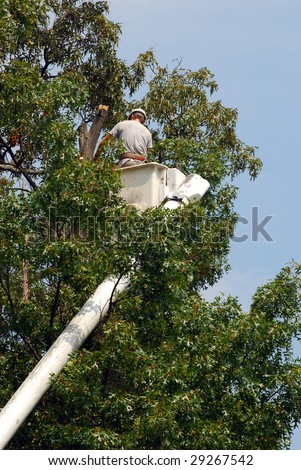 Contractor cutting dead limbs out of a tree for electrical company.