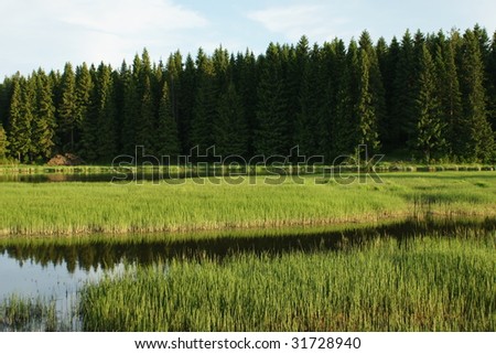 Reservoir on the fringe of the forest