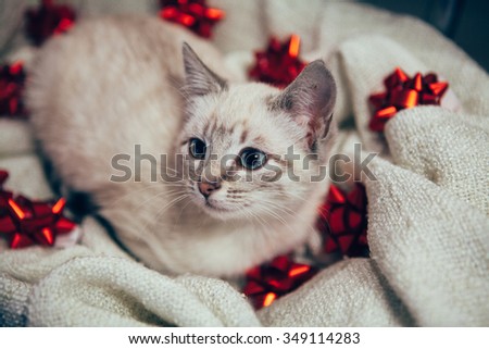 Close up of Kitten in ecru blanket with red gift tapes looking to the left.
