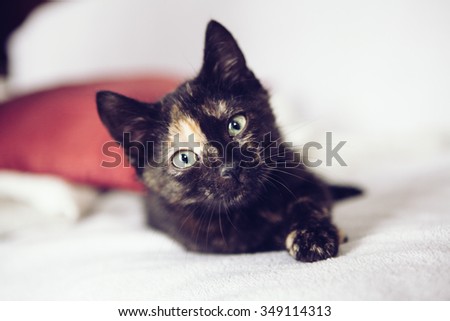 Close up of a black kitten looking straight at you.