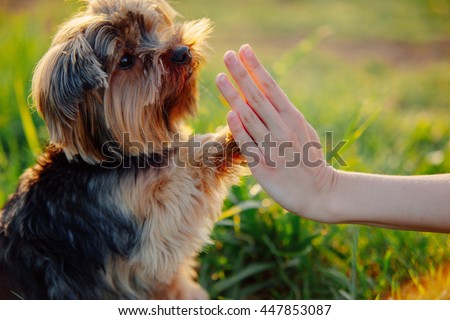 Yorkshire terrier gives paw his owner closeup with human hand