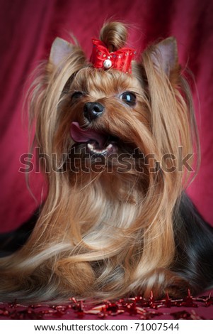 Yorkshire Terrier dog licked in front of a dark red background