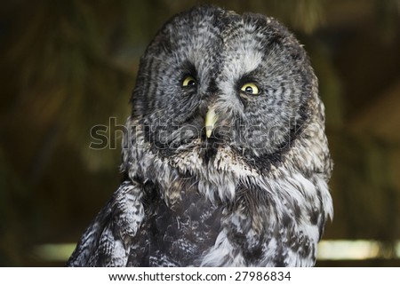 Great Gray Owl perched, looking into the camera