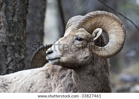 Bighorn Sheep in Banff National Park, Alberta, Canada