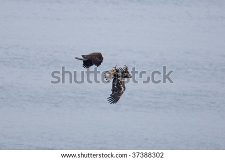 Bald eagles rough-housing over the water