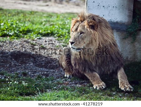 Large lion getting ready to pounce