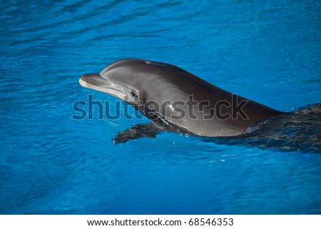 Dolphins Being Trained