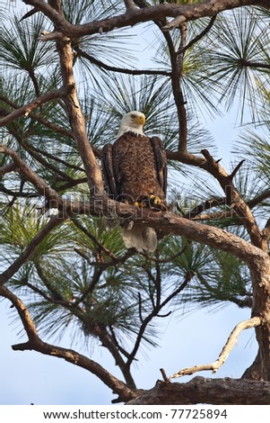 Bald eagles nesting in south Florida
