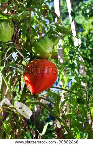 Heart-shaped tomato on vine