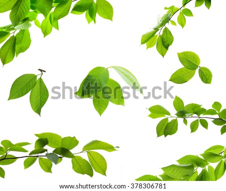 Set of green tree leaves and branches with raindrops isolated on white background