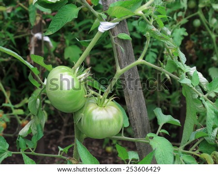 Green Tomato Plants - Unripe tomato plants tied to stakes in a garden.