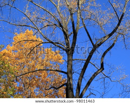 Autumn Skyscape - Fall trees, leaves, and colors with a spectacular blue sky background.