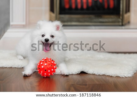 Pomeranian spitz with dog toy on sheepskin in front of decorative fireplace