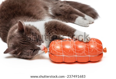 Hungry cat biting sausage over white background
