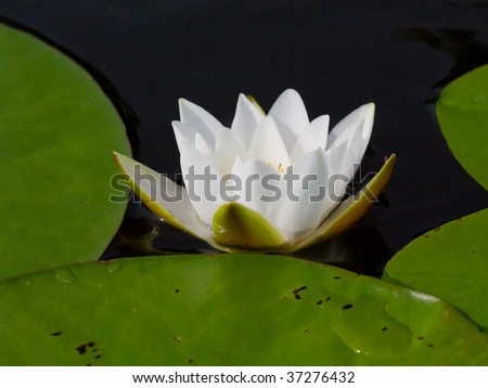 blown flower of white water lilies on a background of dark water