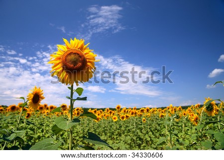 beautiful field sunflowers