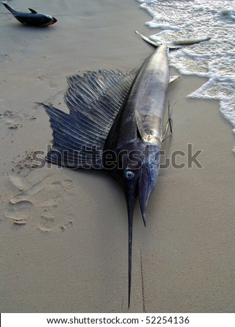Dead big fish on the beach