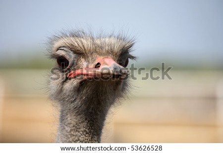 ostrich up close