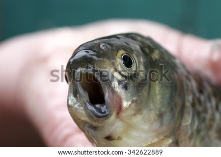 weird funny fish with his mouth open