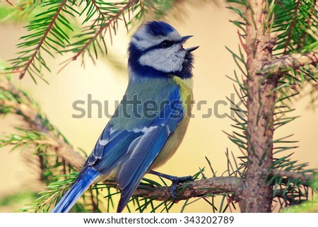 blue tit sings in the green branches of spruce