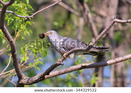 the cuckoo sits in a tree with a caterpillar in its beak