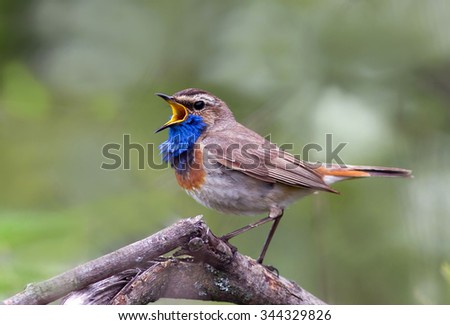 Bluethroat sings the song on the old snag