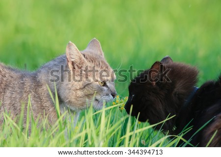 two cats face to face are going to fight in the grass