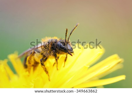 little hairy bee on flower collects nectar