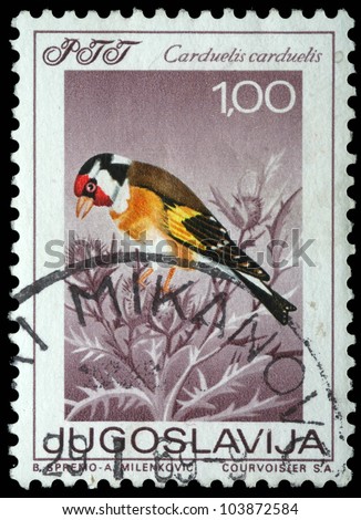 stock-photo-yugoslavia-circa-a-stamp-printed-in-yugoslavia-shows-the-goldfinch-with-the-inscription-103872584.jpg